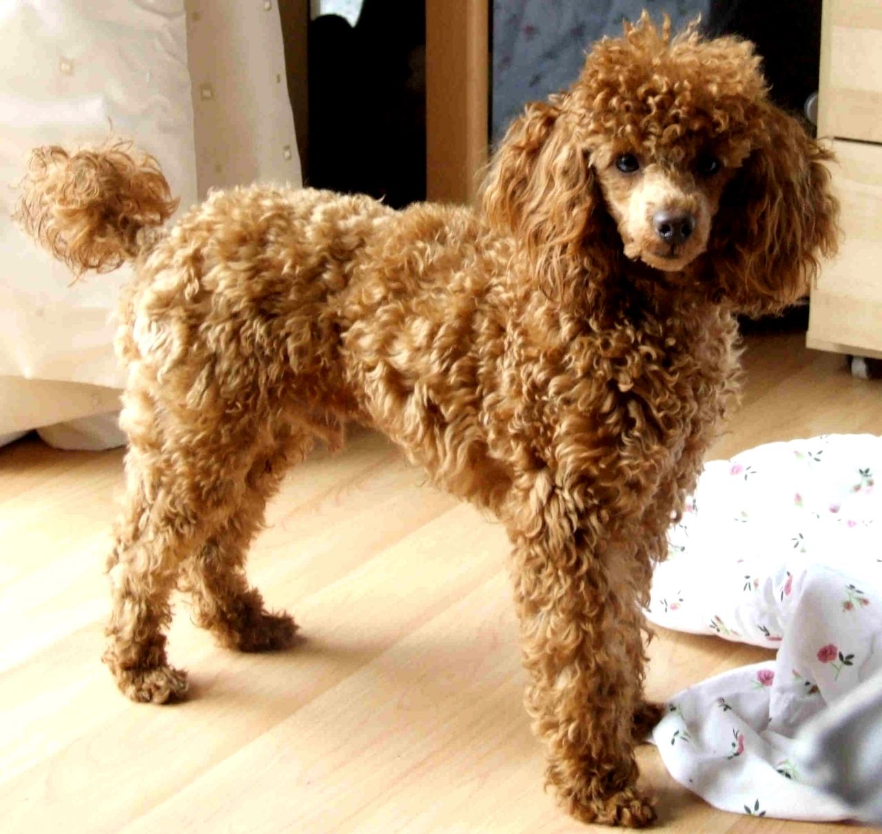 are standard poodles good protectors